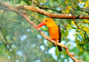 Brown-winged  Kingfisher