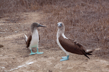 piqueros de patas azules