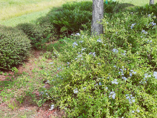 flowers on the ground