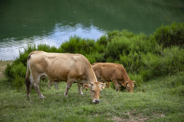 Landscape of brown cows grazing on a grass field near the river