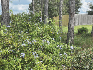 spring in the garden