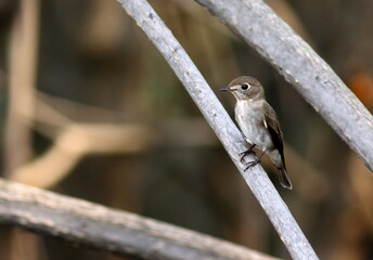 Asian brown Flycatcher : muscicapa dauurica
