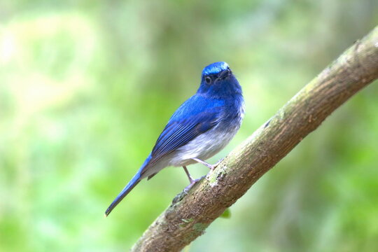 Hainan Blue Flycatcher : Cyomis Hainanus