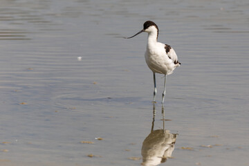 Recurvirostra avosetta, avocetta, uccello selvatico acquatico bianco e nero con becco ricurvo verso l'alto nel suo ambiente naturale nella laguna del mare di Marano Lagunare.