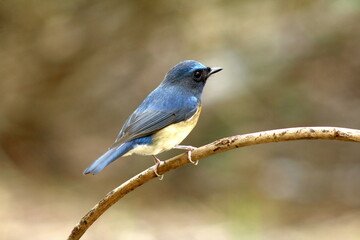 Chinese Blue Flycatcher (Cyornis glaucicomans)