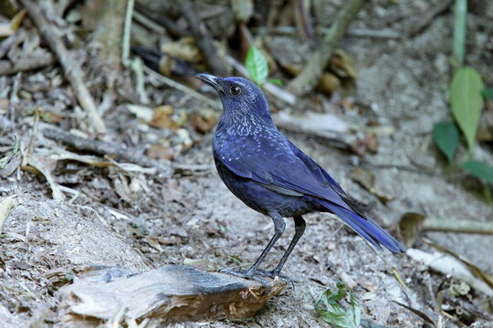 Caeruleus Images Browse 13,608 Stock Photos, Vectors, and Video