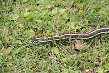 The Snake, Strathcona Wilderness Centre, Alberta