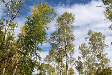 Obraz premium Trees Above Us, Strathcona Wilderness Centre, Alberta
