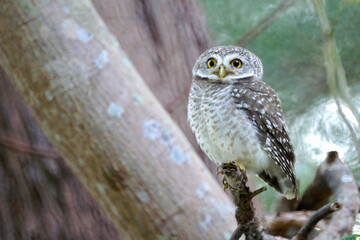 Spotted  Owlet