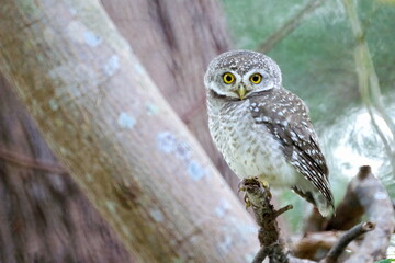 Spotted  Owlet