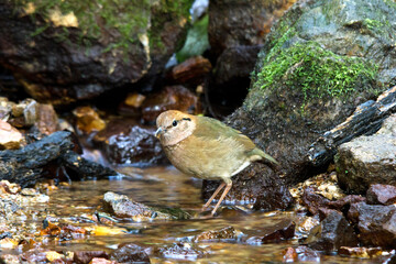 Rusty-naped Pitta :pitta  oatesi