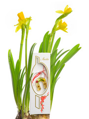 Martisor and daffodils on white background. 1st of March Romanian eastern european spring tradition to offer such gifts to loved ones. Martisoare, symbols of the beginning of spring