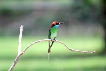 Blue-throated Bee-eater : Merops viridis