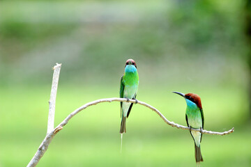 Blue-throated Bee-eater : Merops viridis