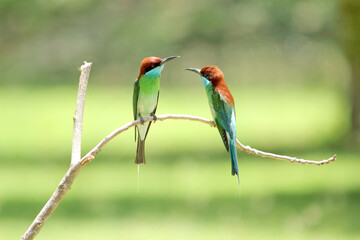 Blue-throated Bee-eater : Merops viridis