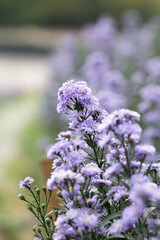 Obraz premium Close up margaret flowers in the garden.