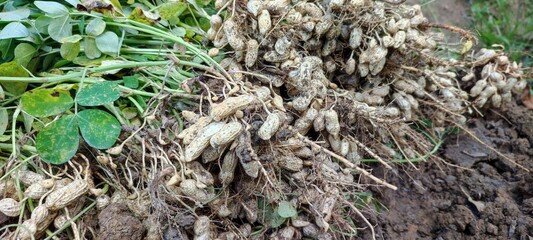 a lot of mushrooms