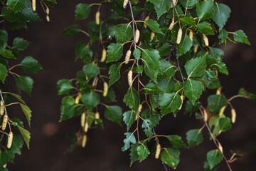 Fototapeta na wymiar Birch tree green leaves and inflorescence earrings flowers on dark blurred background
