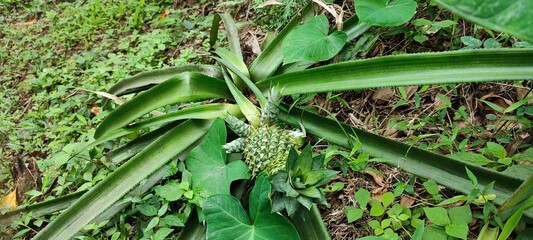 wild pineapples thrive in the middle of a tropical forest - Powered by Adobe