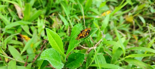 spider on a leaf