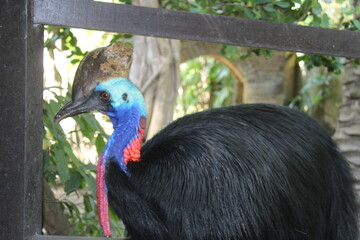 Cassowary