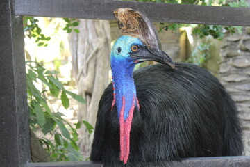 Cassowary