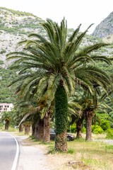 Obraz premium Palms near asphalt road against high mountains