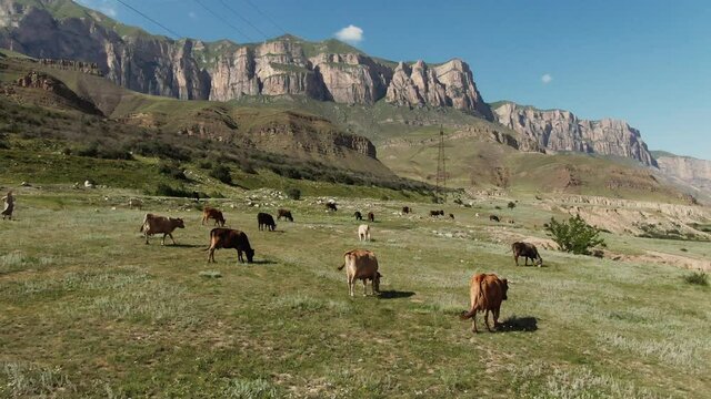 Russia, Caucasus. Mountain cows graze on a green lawn among the mountain peaks