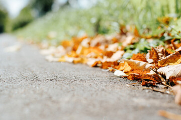 Yellow fallen leaves on the sidewalk, selective focus, bokeh effect. Autumn backdrop