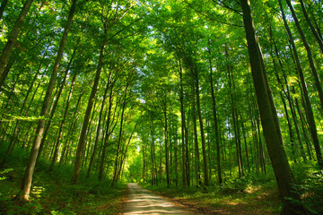 Fototapeta premium Sommer im Thüringer Wald
