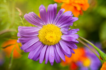 Fototapeta premium flower nature