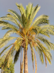 Fototapeta na wymiar Palm trees against the sky.