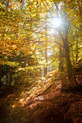 autumn in the forest