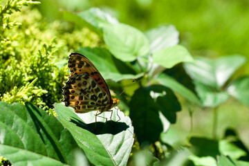 ヒョウモンチョウ