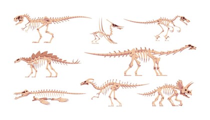 Dinosaur skeleton. Dino bones with skulls. Abstract tyrannosaurus or triceratops cartoon fossil body parts. Prehistoric lizard animals. Jurassic raptors set. Vector ancient reptiles © SpicyTruffel