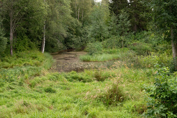 river in the forest
