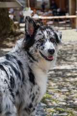 le chien noir et blanc