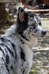 le chien noir et blanc