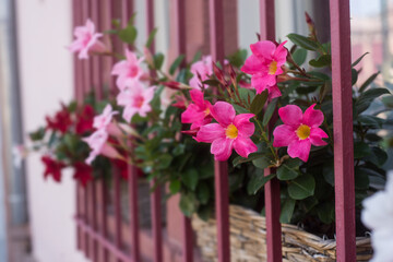 Fototapeta na wymiar Closeup of pink flowers behind a metallic fence at the window of a house facade in the street