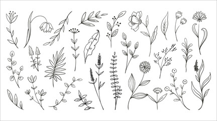Doodle wood flowers. Hand drawn forest plants foliage. Fern branches and herbs with blossoms. Outline leaves collection. Decorative floral elements mockup. Vector botanical sketches set © SpicyTruffel