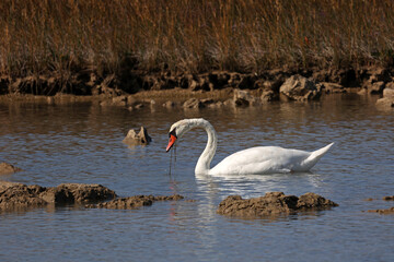 Lonely white swan on the lake looking for food