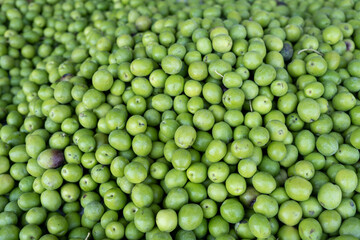 New harvest raw green olives sold on farmers market
