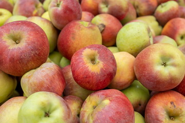 New harvest green red apples for sale at the local city market