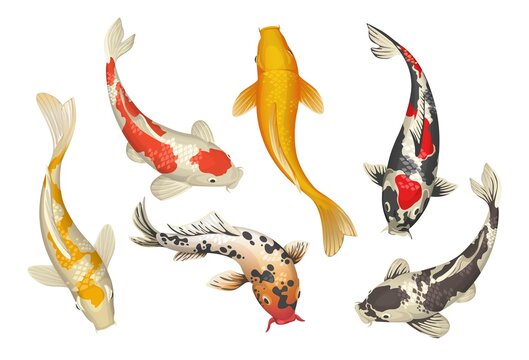 6,900+ Koi Fish Stock Illustrations, Royalty-Free Vector Graphics