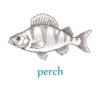 Sea fish perch on a white background. Cooking delicious food. Vector isolated illustration hand drawn