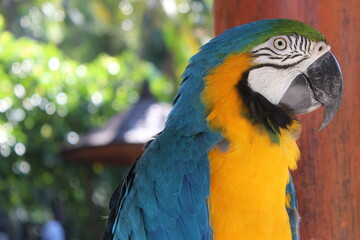 Macaw
