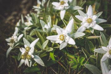 Edelweiss is a rare flower and I was lucky to meet it (Leontopodium)