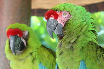 Macaw