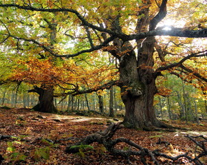 A beautiful castañar in autum 
