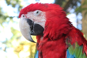 Naklejka premium Macaw